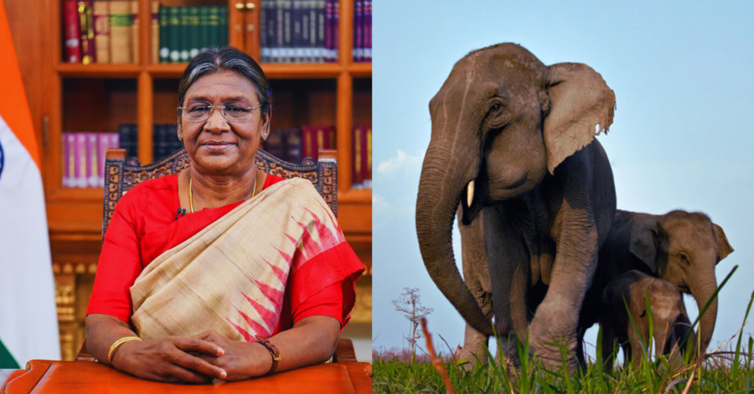 Photo of काज़ीरंगा नेशनल पार्क