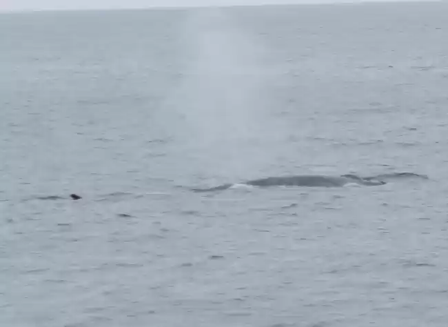 Photo of Our Whale Watching E