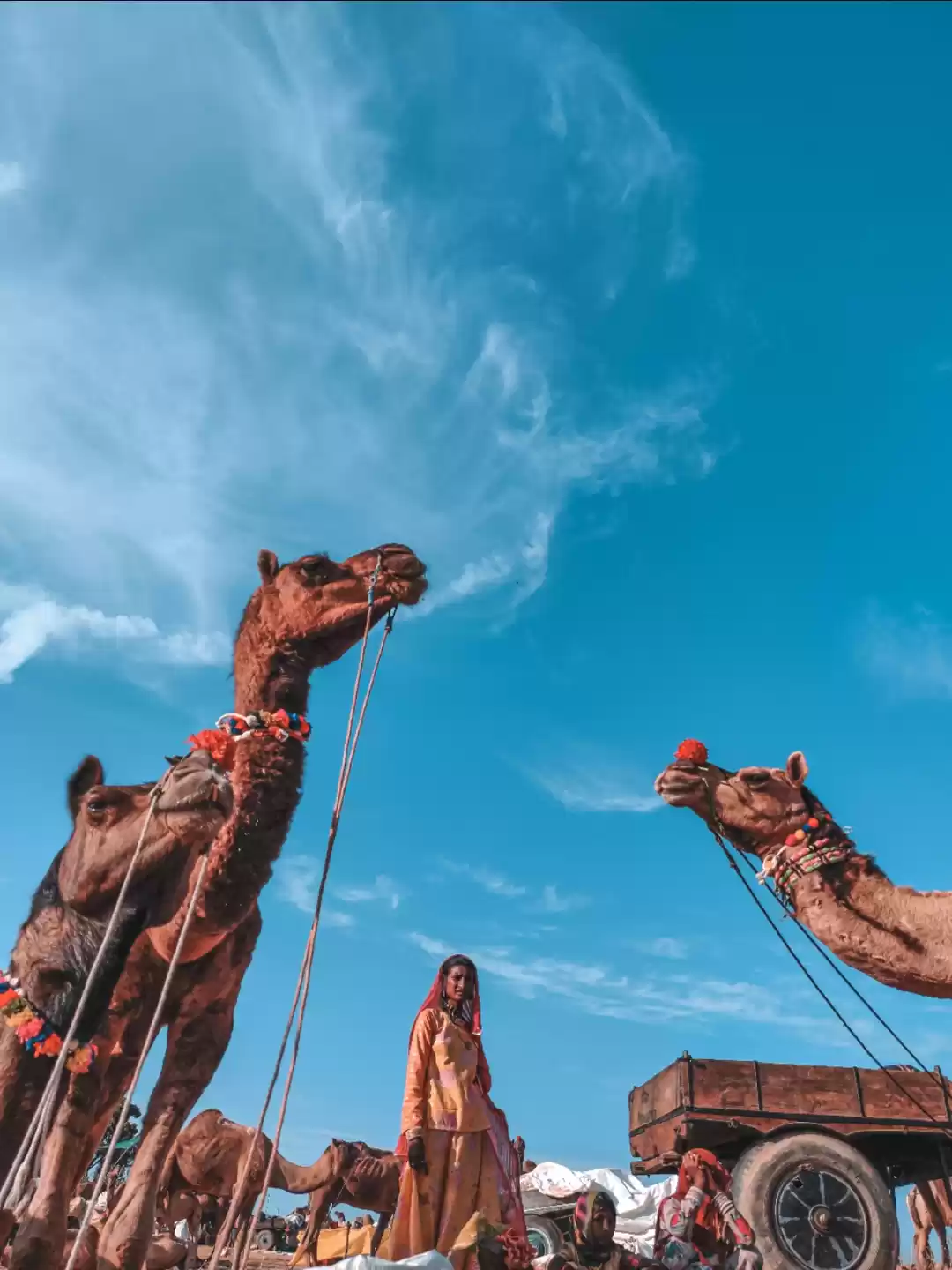 Photo of #camelfair #pushkar