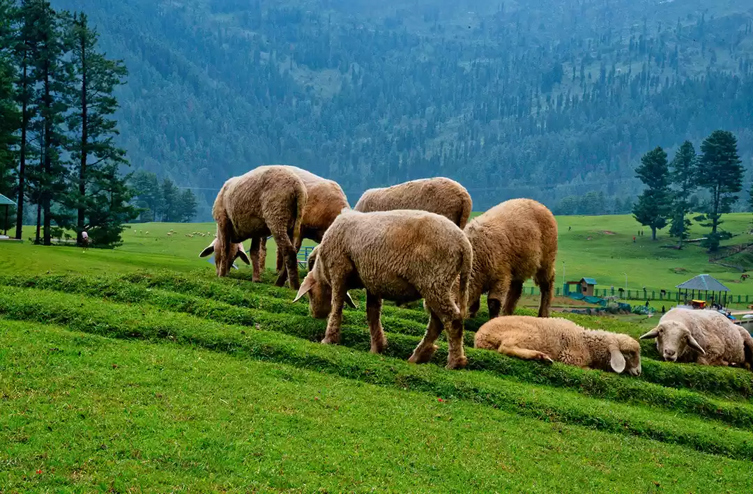 Photo of My 3 Days in Patnito