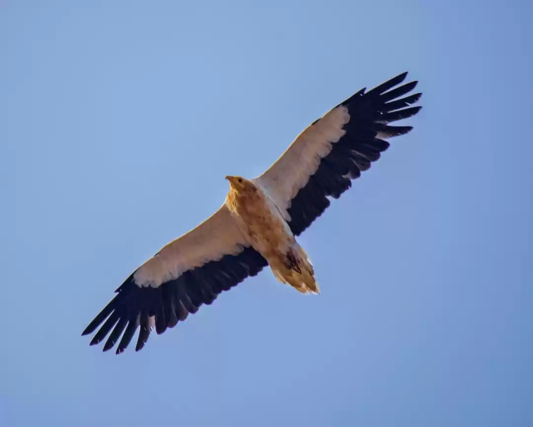 Photo of Eagle