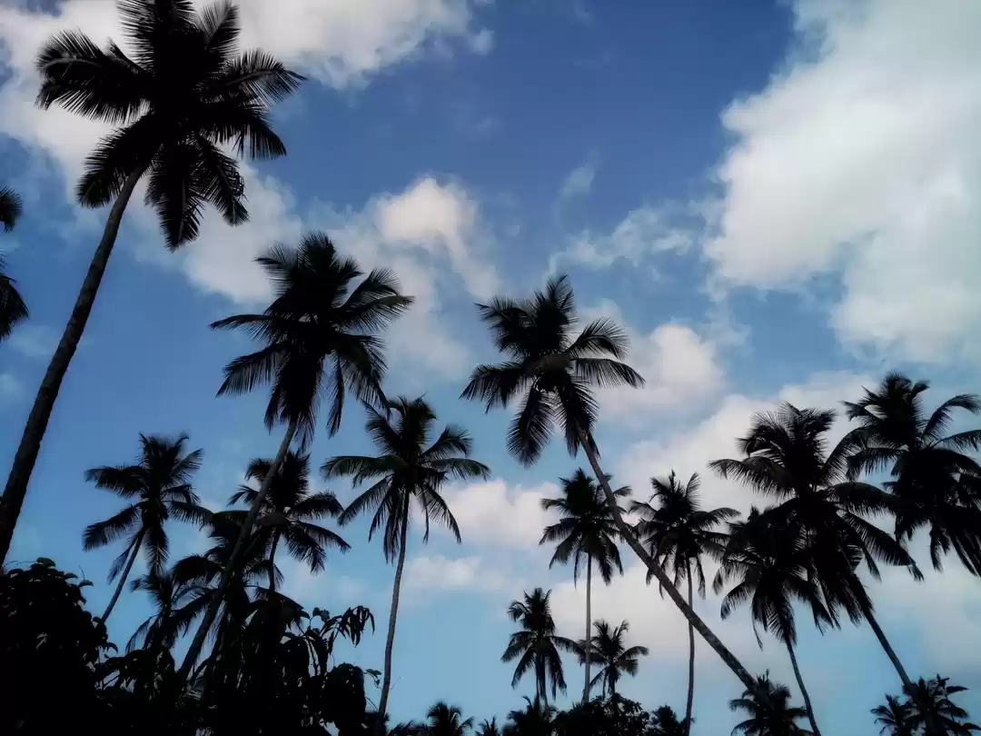 Photo of Coconut everywhere 