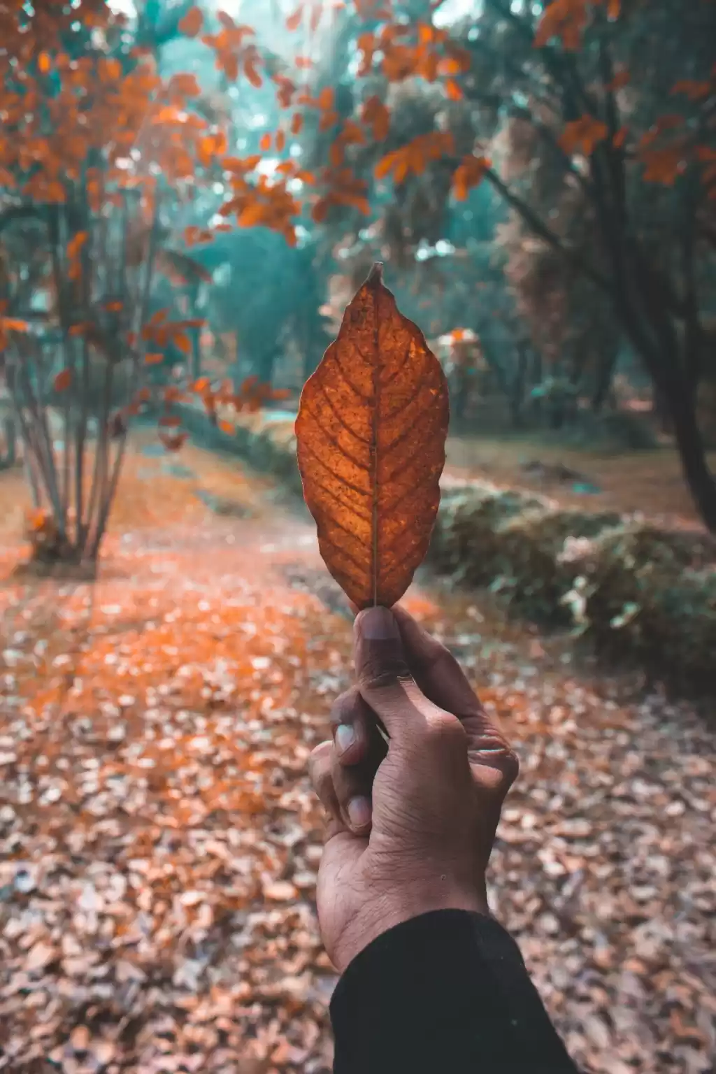 Photo of Central Park Fall