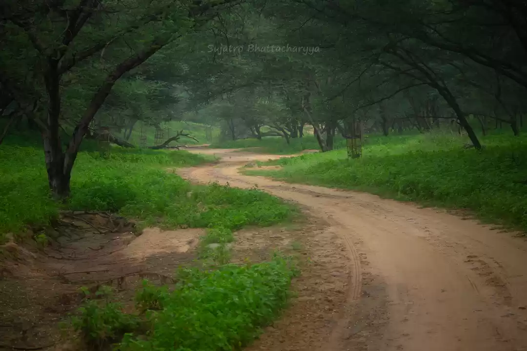 Photo of Jaipur's Jewel: Jhal