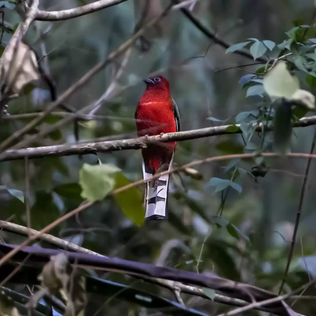 Photo of Red Headed Trogon(Ma