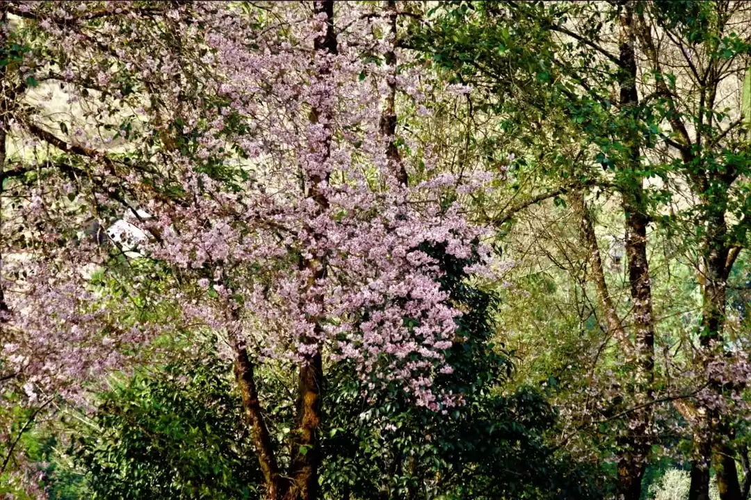 Photo of Cherry Blossom