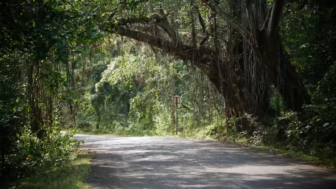 Photo of Beautiful roots