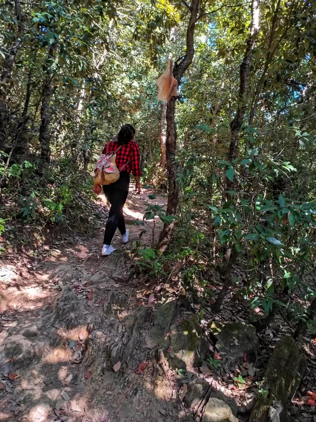 Photo of Chase the Forest