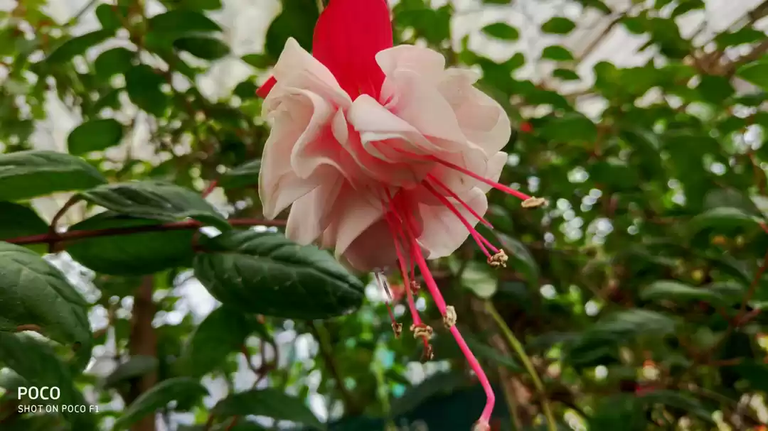 Photo of Heart & Soul of Kera