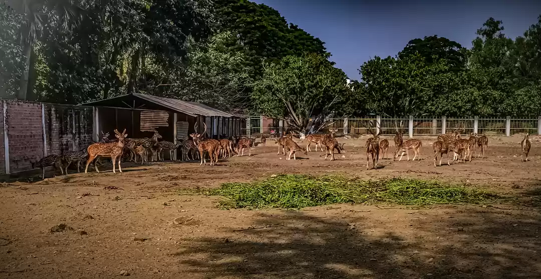 Photo of Rajshahi central zoo