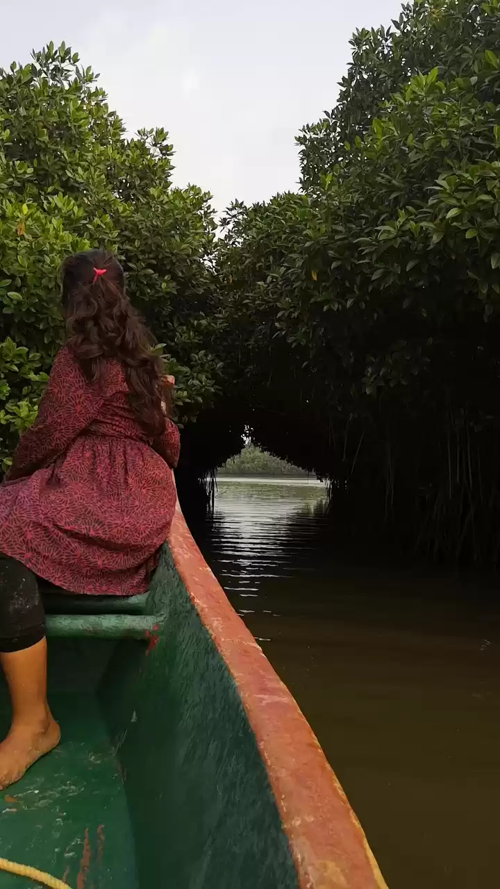 Photo of Pichavaram mangroves
