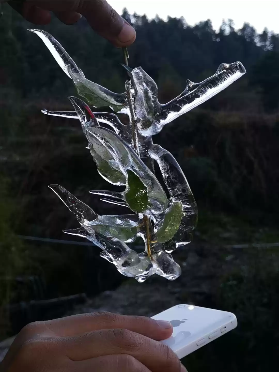 Photo of Kedarkantha snow tre