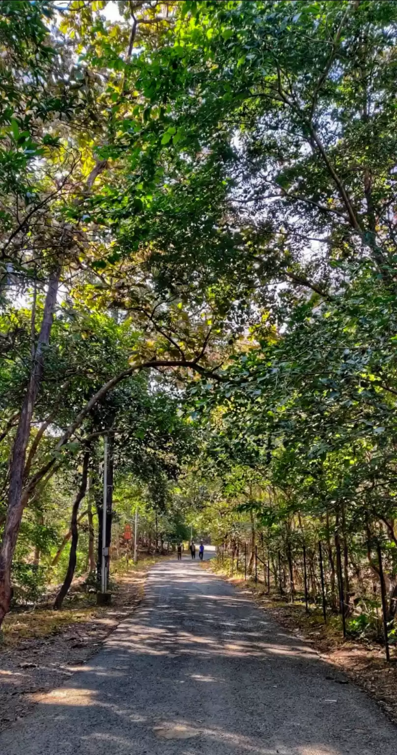 Photo of POLO FOREST
