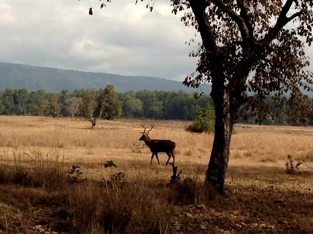 Photo of Mowgli’s Home, Kanha