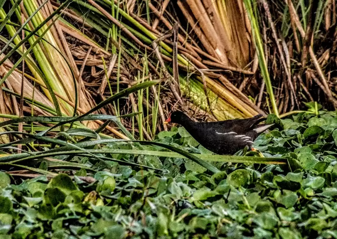 Photo of Mangalajodi bird san