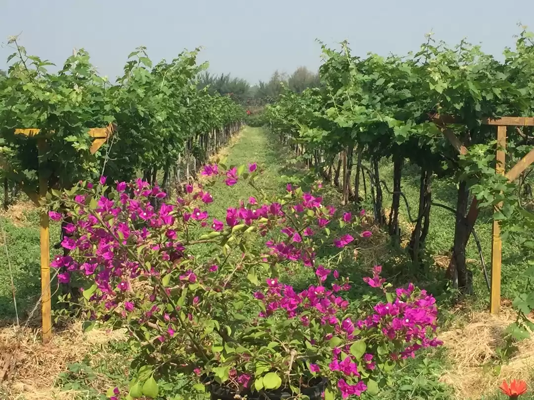 Photo of Sula Vineyards – Lea