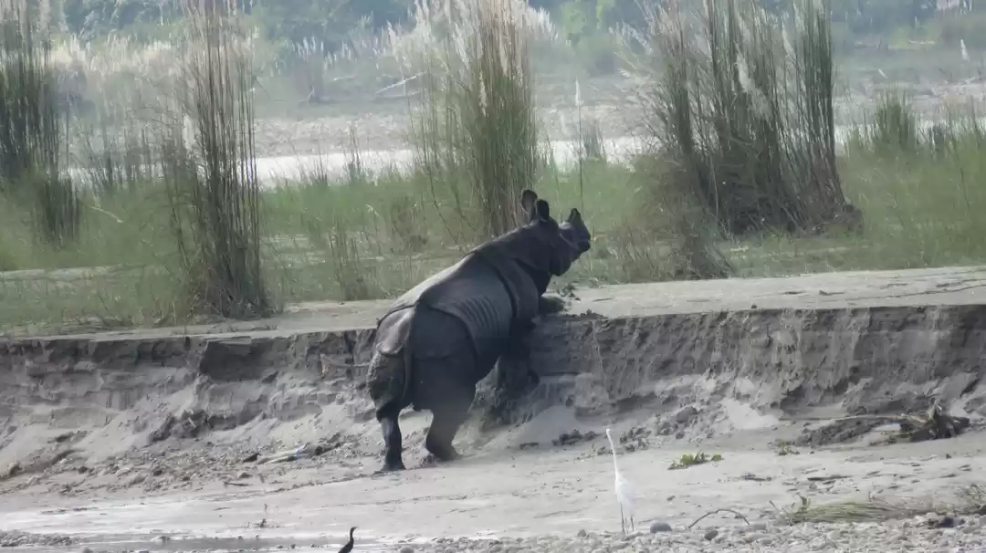 Photo of Tigers, snails and s