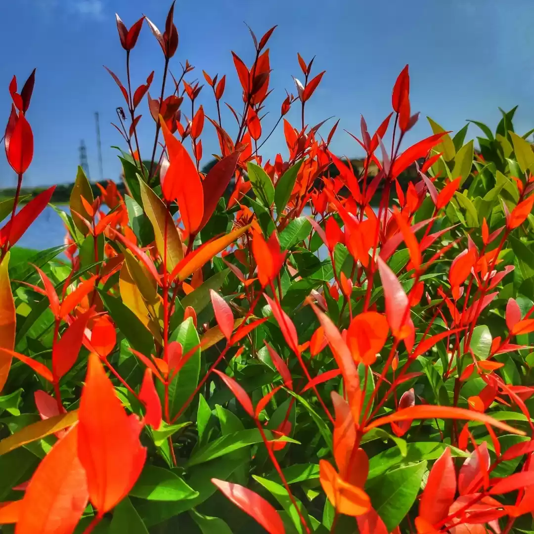 Photo of Christina Plant 