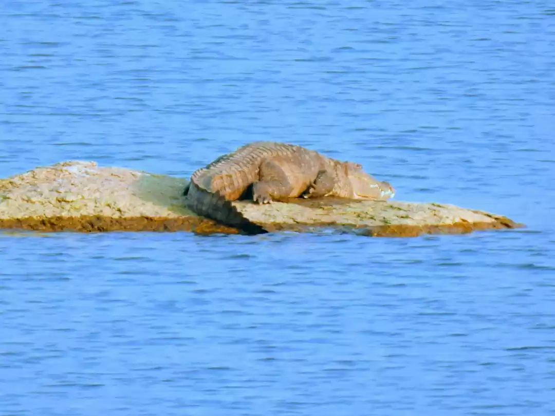Photo of Crocodile at jawai r