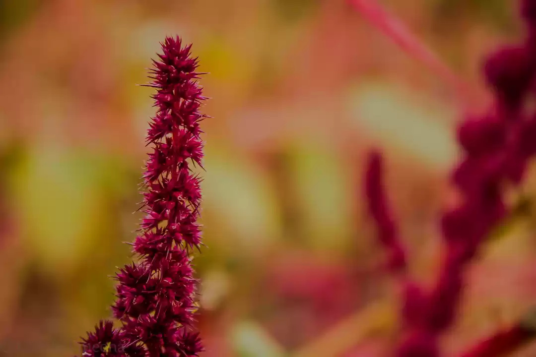 Photo of Rupin Pass: Resurgen