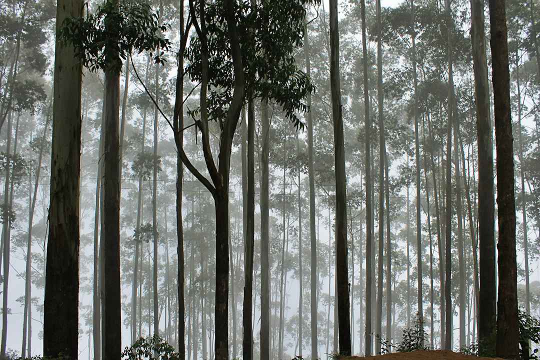 Photo of From Suruli to Kodai - Feel good days.