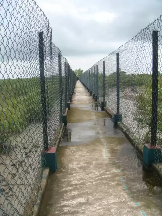 Photo of Sunderbans : The Man