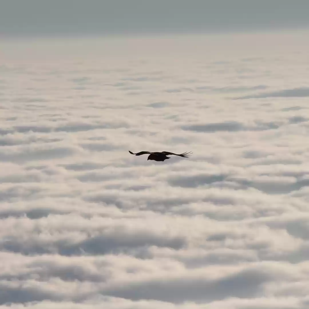 Photo of Detailed Backpacking