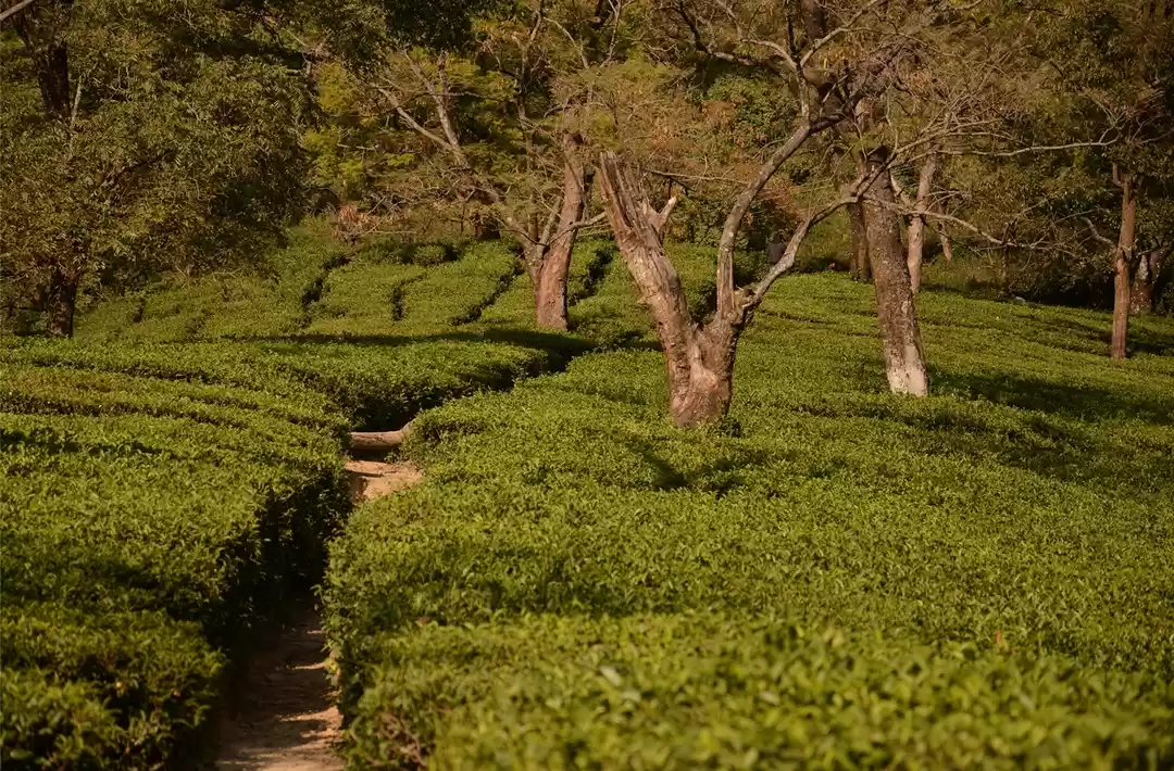 Photo of Tea Gardens of Dhara