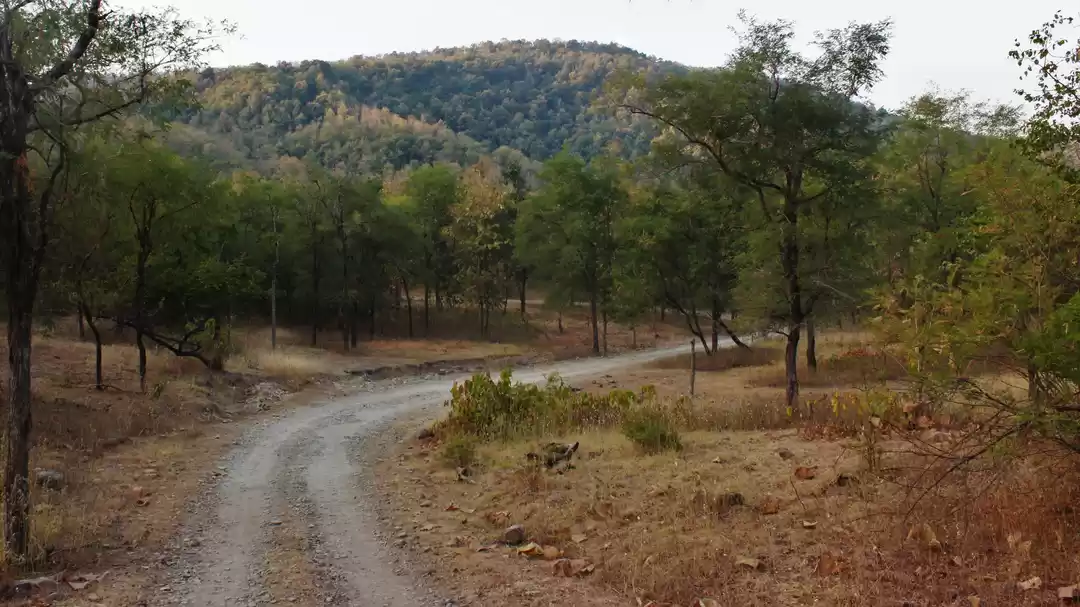 Photo of The Tiger lands of M