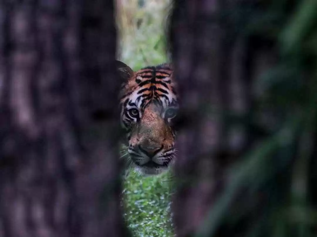 Photo of Eye of the Tiger: Ho