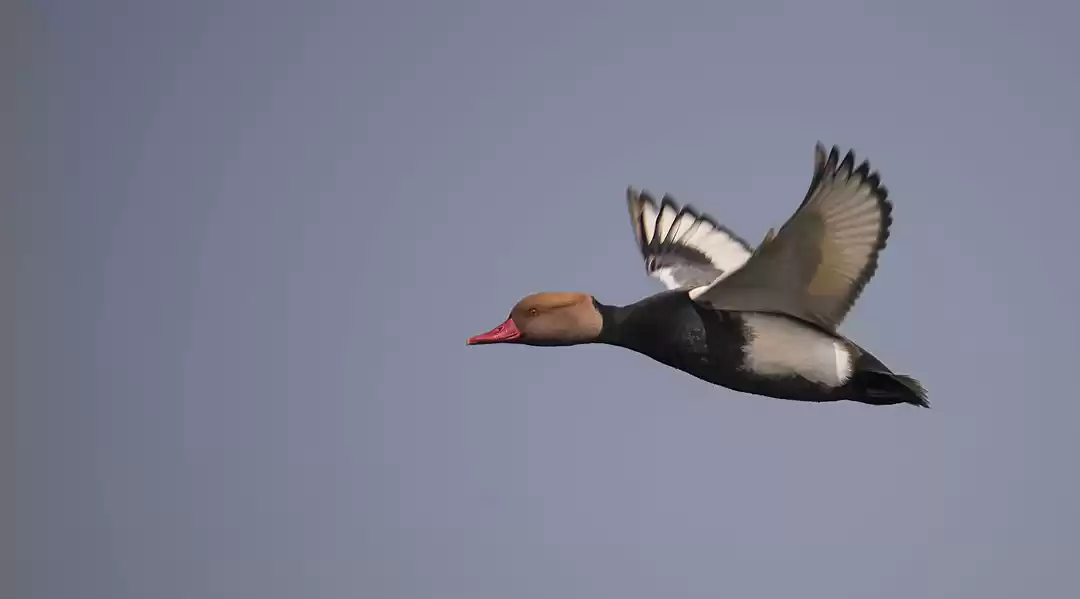 Photo of A Birder's Paradise 