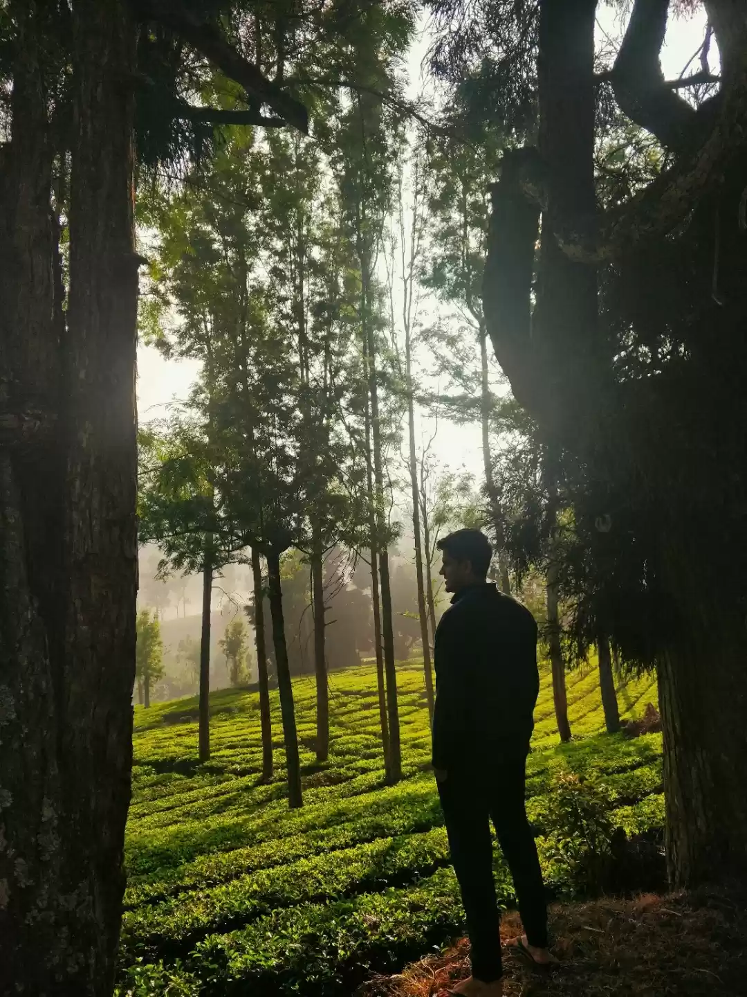 Photo of Munnar tea plantatio