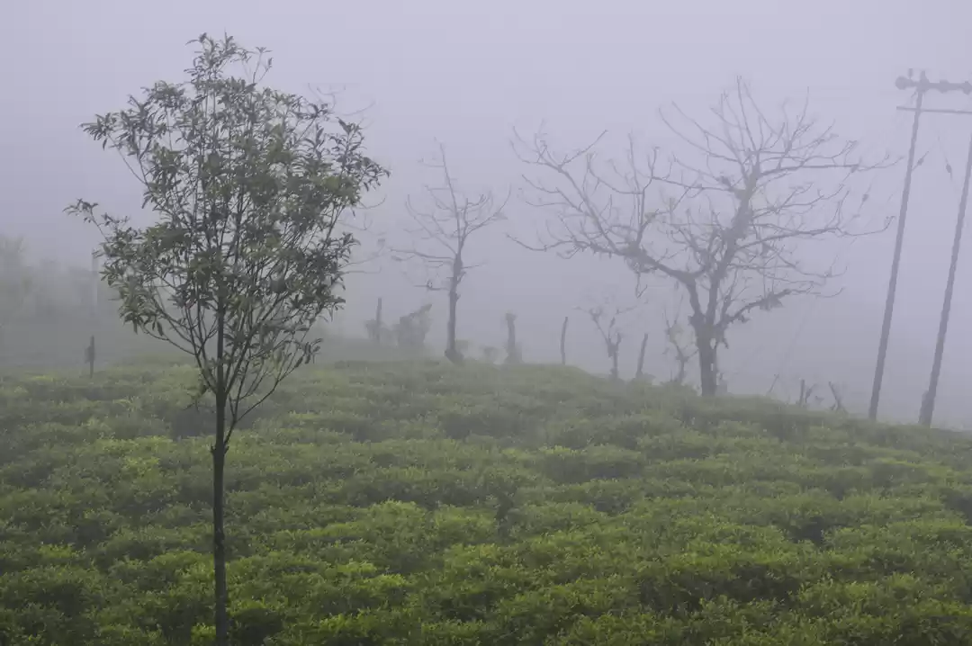 Photo of Got lost in the wood