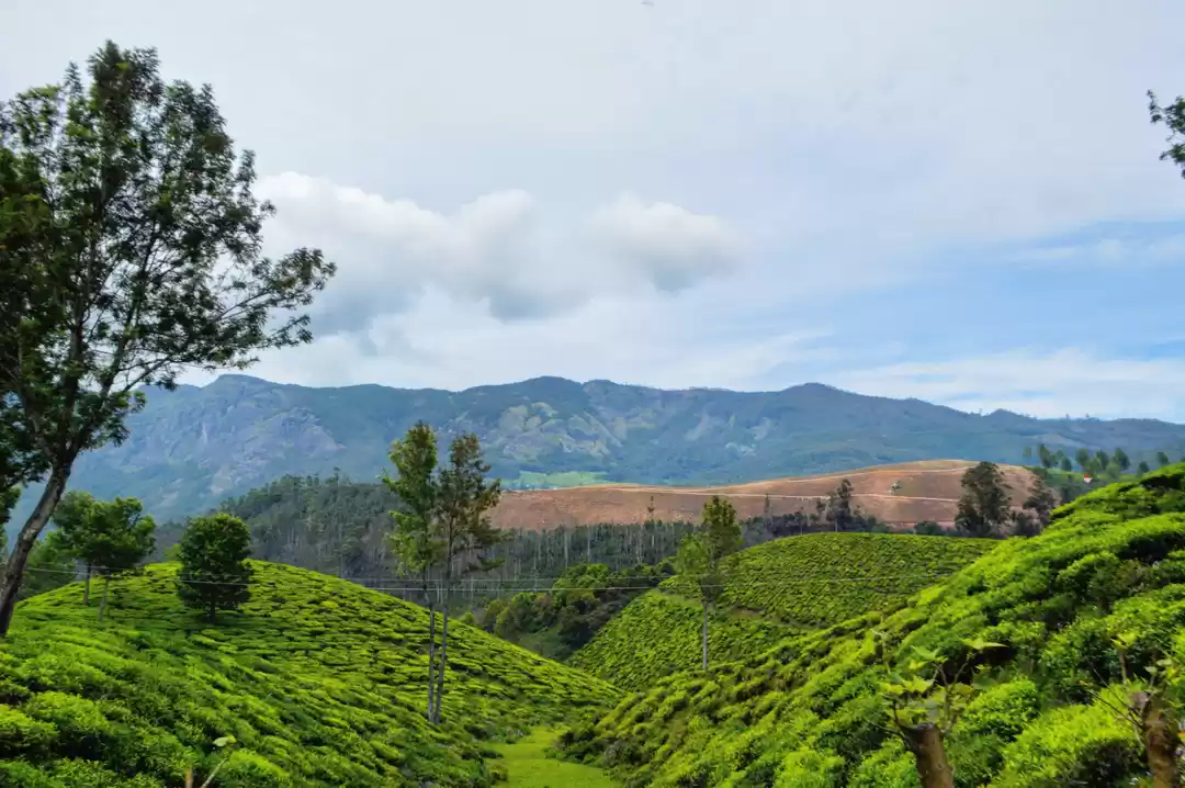 Photo of Exploring Munnar, Hi