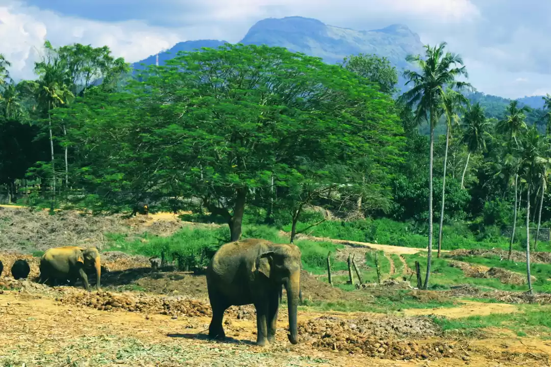 Photo of Sri Lanka - Budgeted