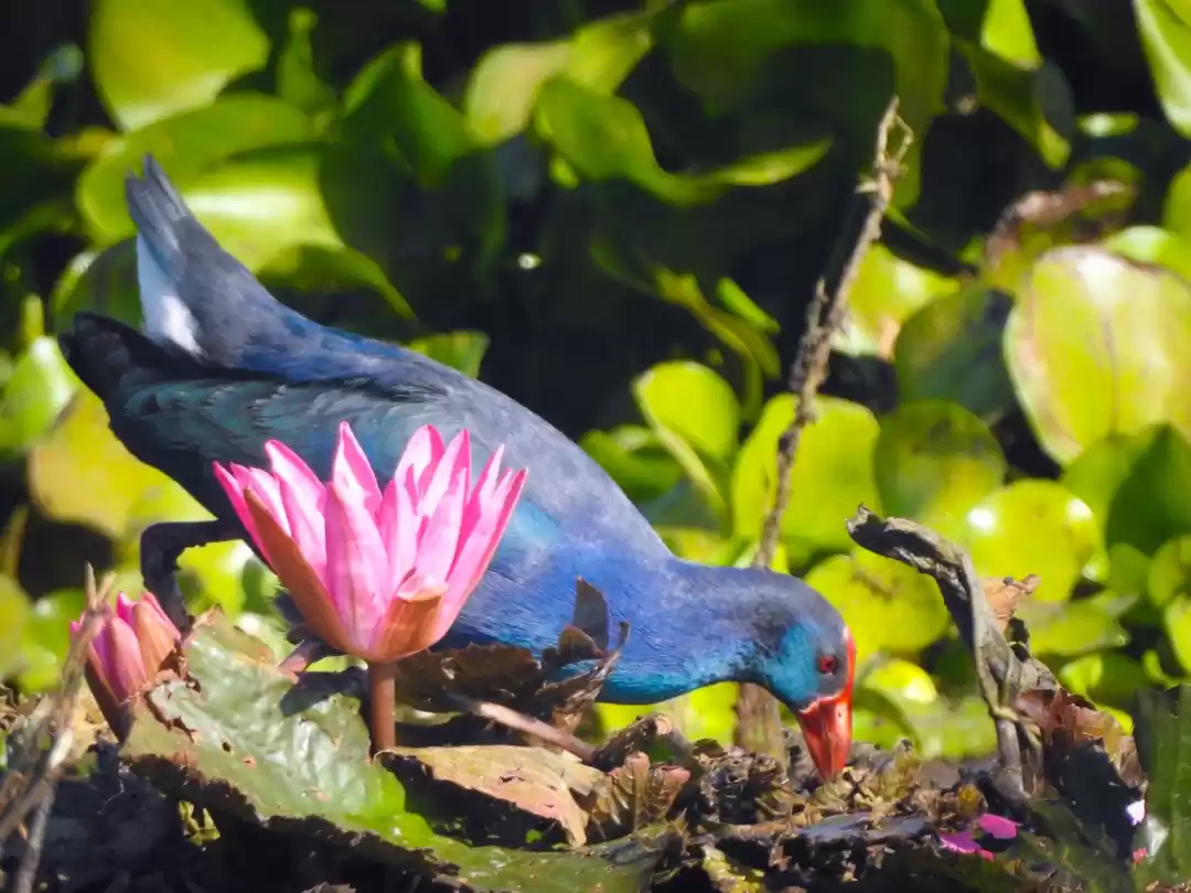 Photo of Savvy way to Maguri