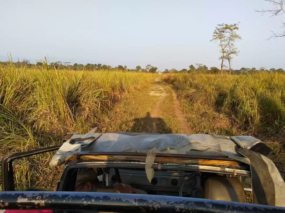 Photo of A walk in the wild