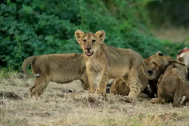 Photo of In the king's abode