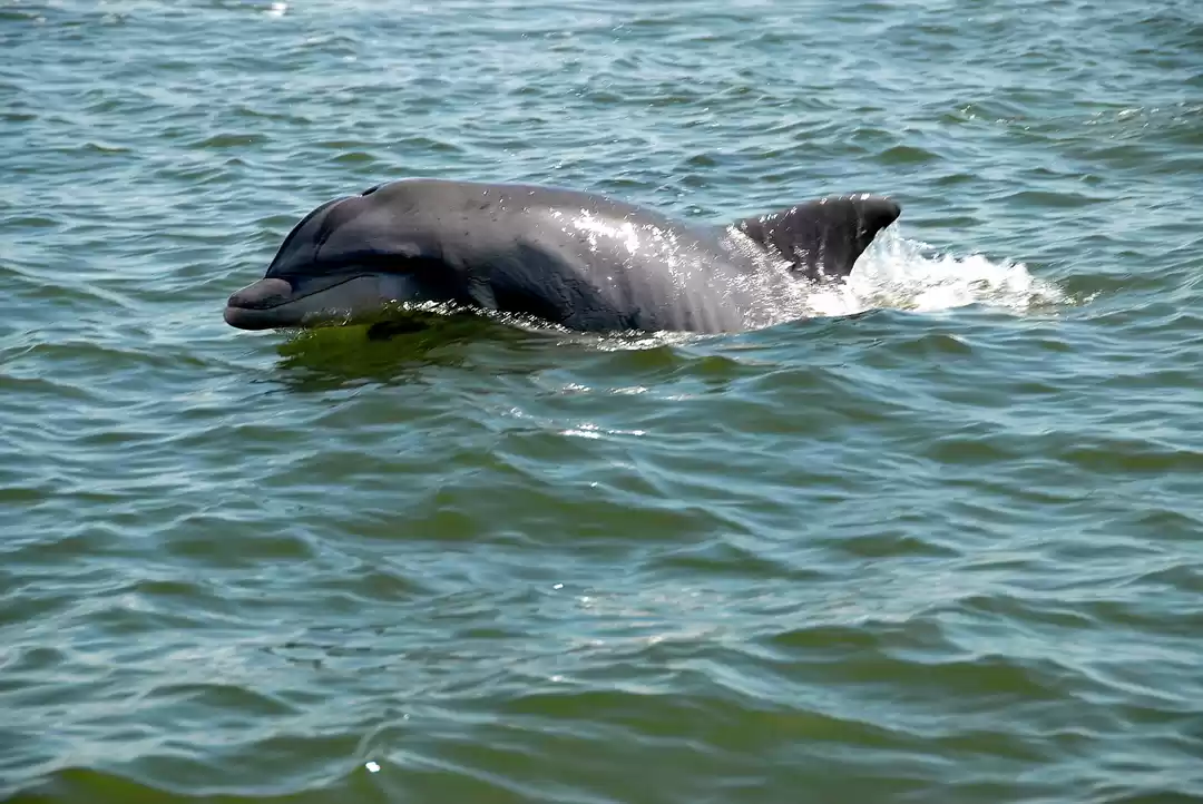 Photo of Gangetic Dolphins Ma