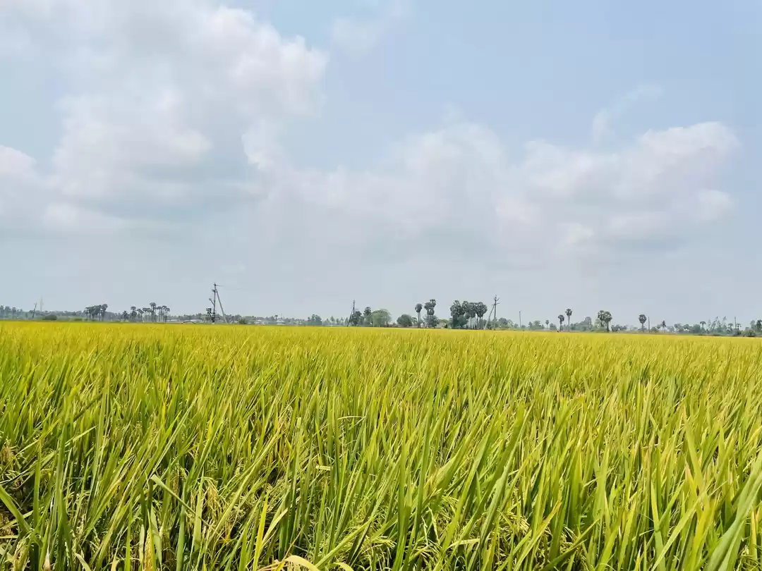 Photo of #Paddy Field