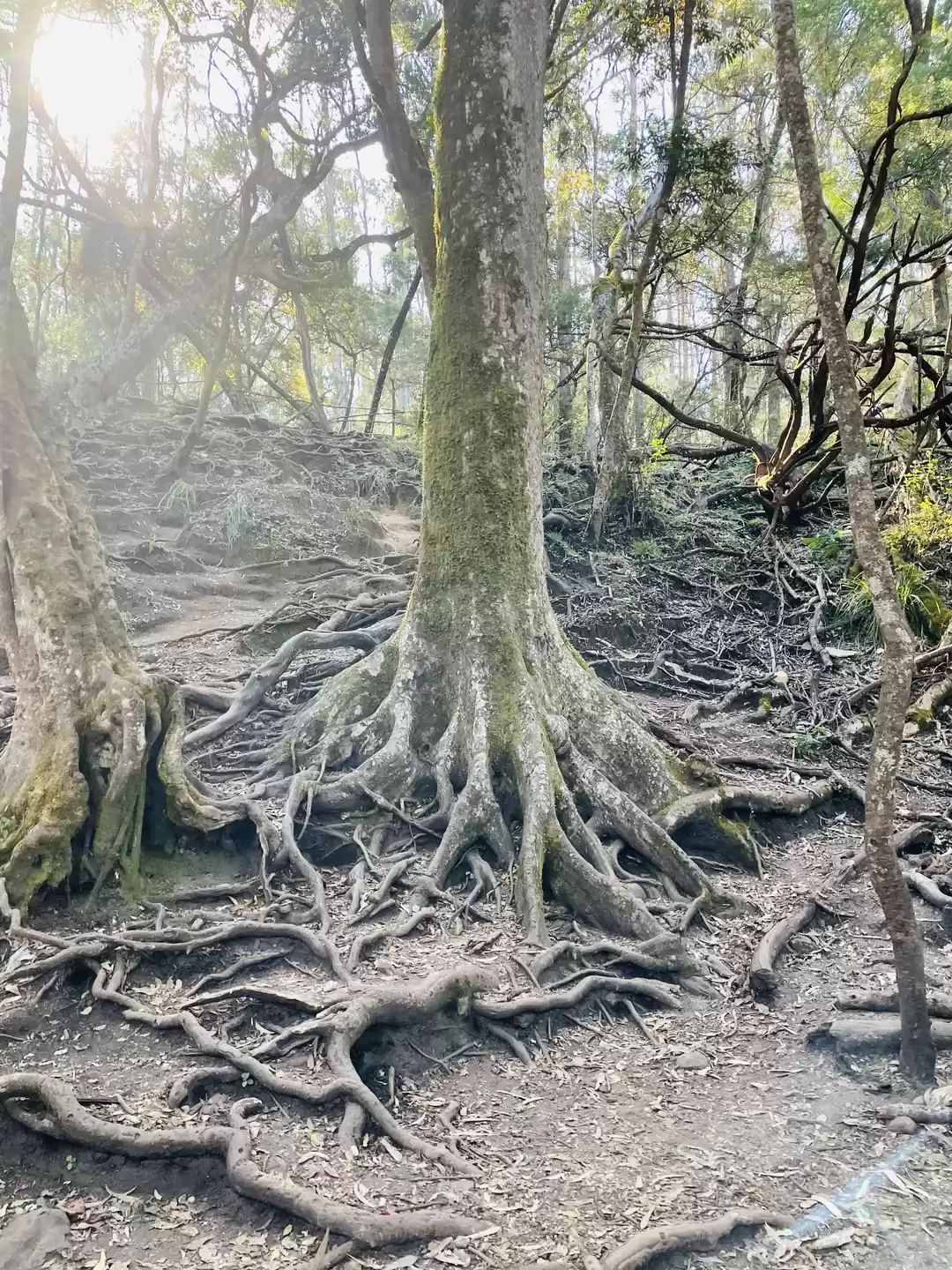 Photo of #Tree Roots