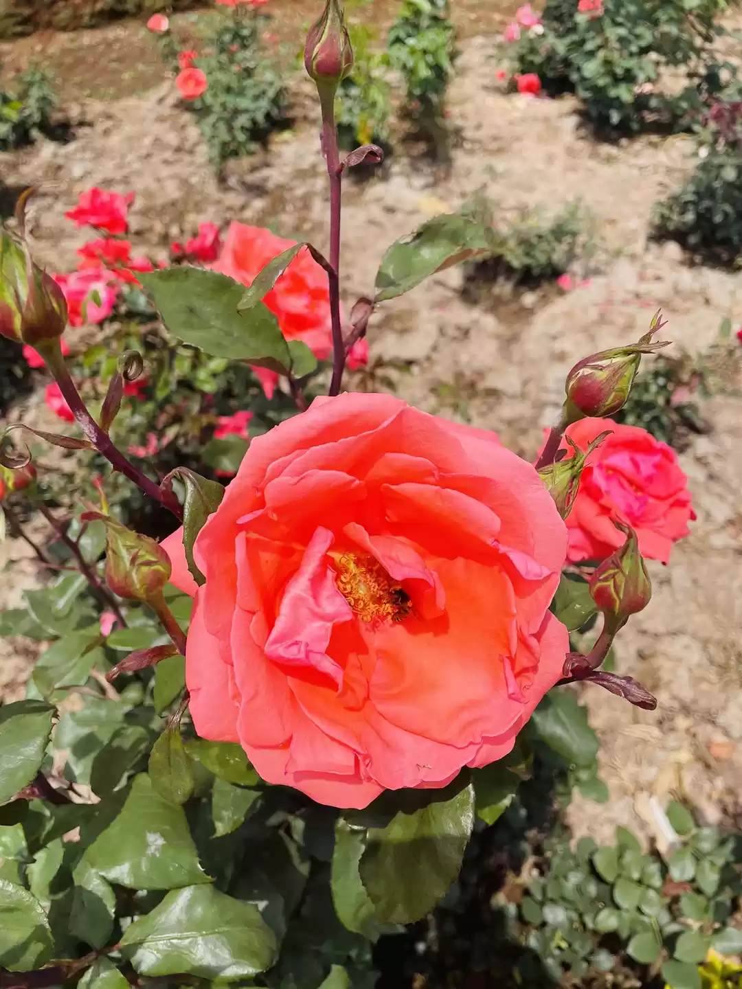 Photo of Rose Garden 