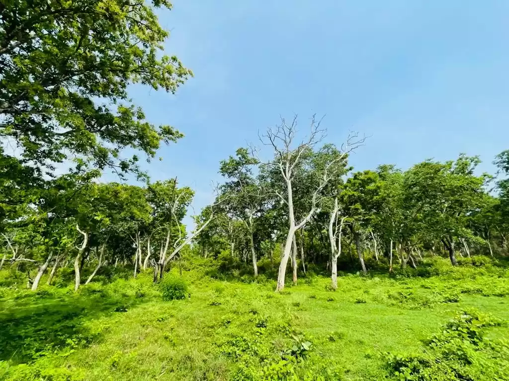 Photo of Ooty 72 hours Trip