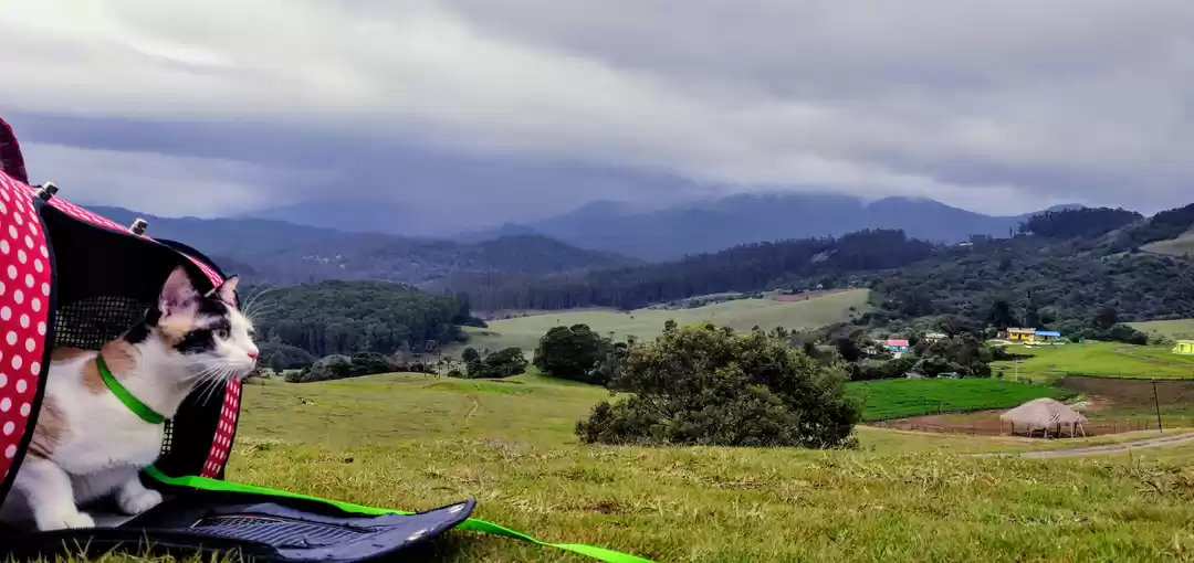 Photo of The Purrfect Trip: O