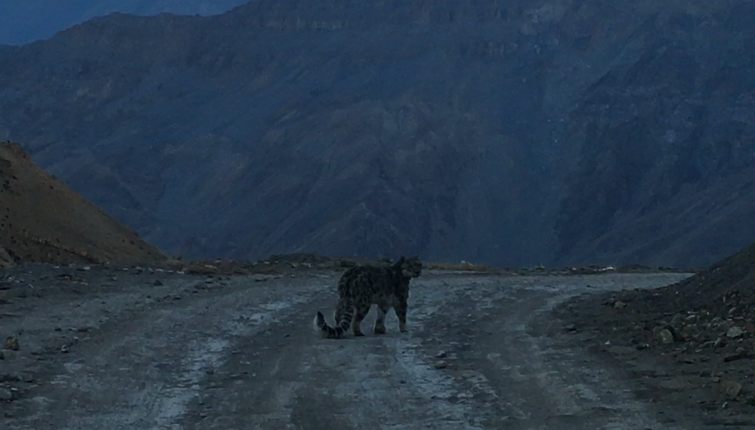 Photo of Himalayan Snow leopa