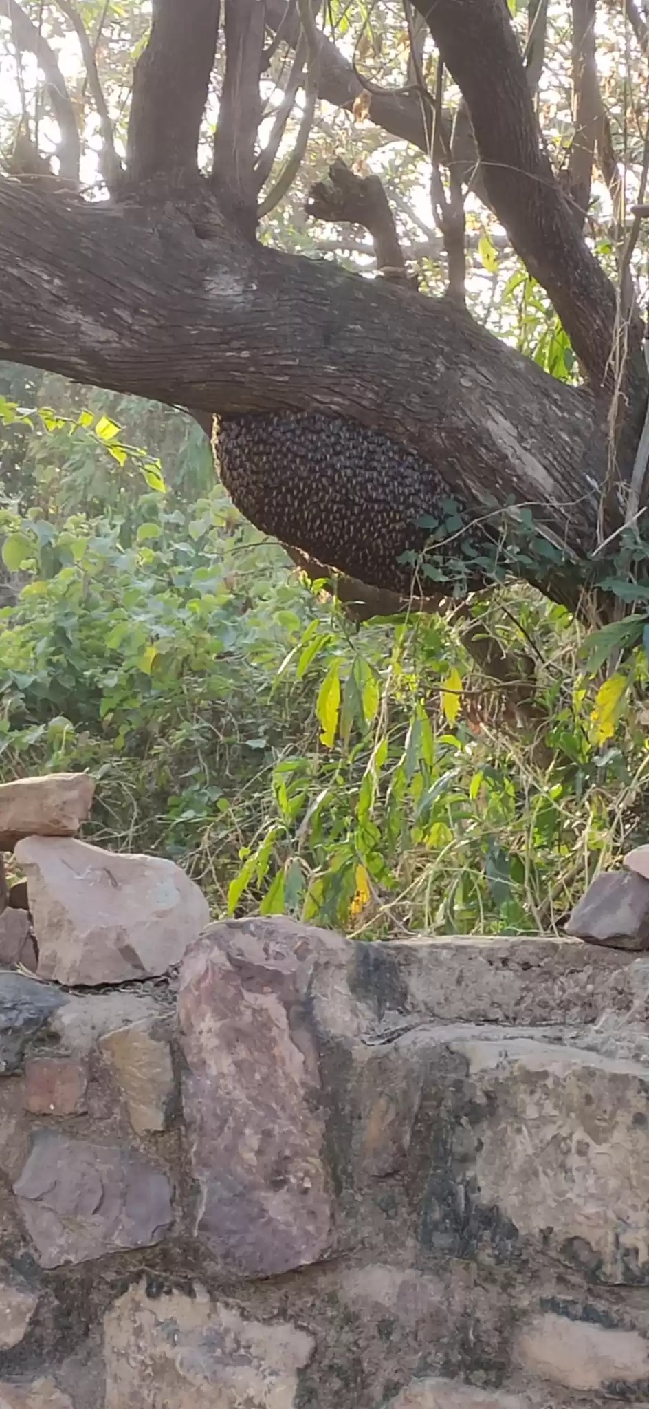 Photo of Sawai Madhopur