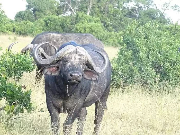 Photo of Nairobi National Par
