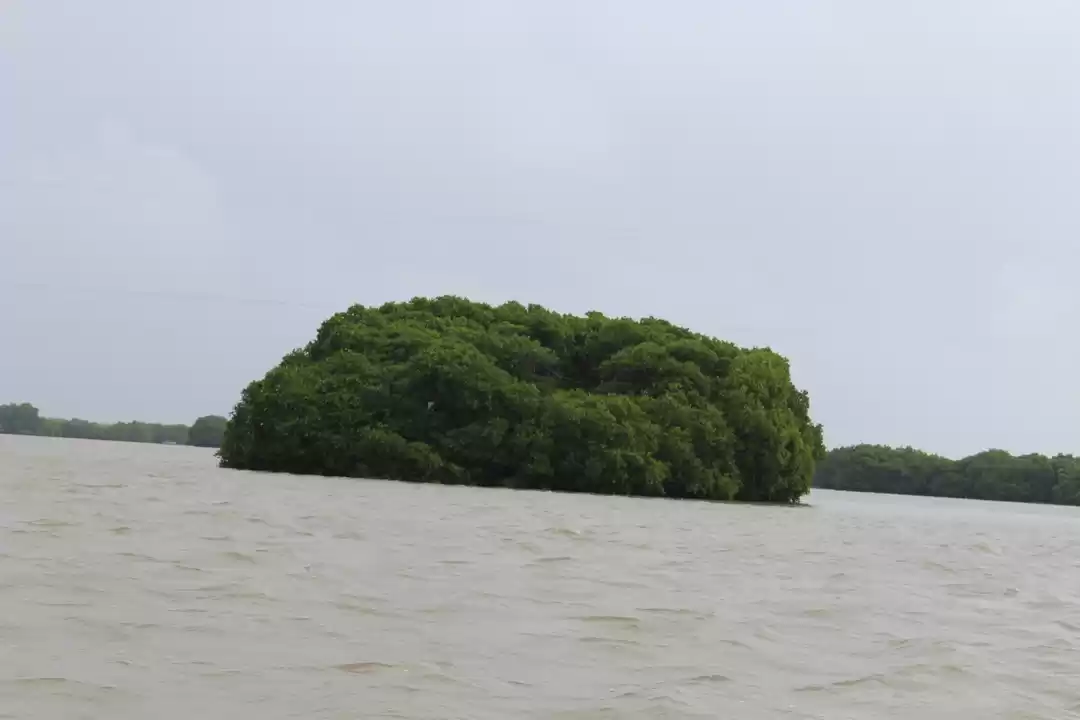 Photo of A trip to mangrove f