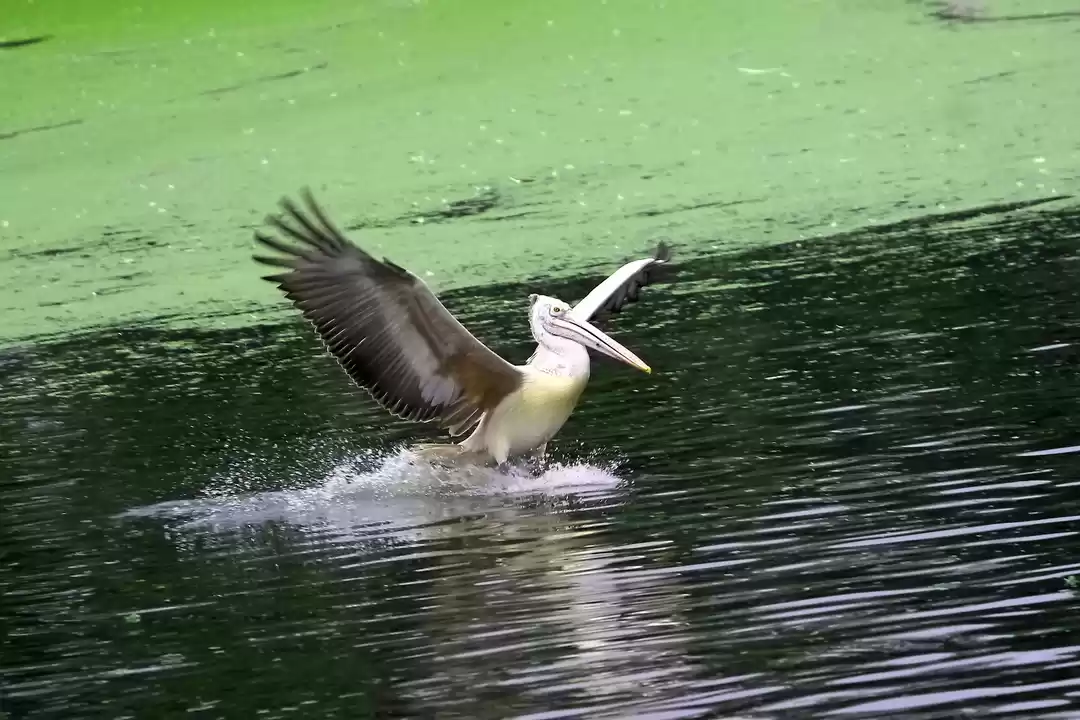 Photo of Uppalapadu Bird Sanc