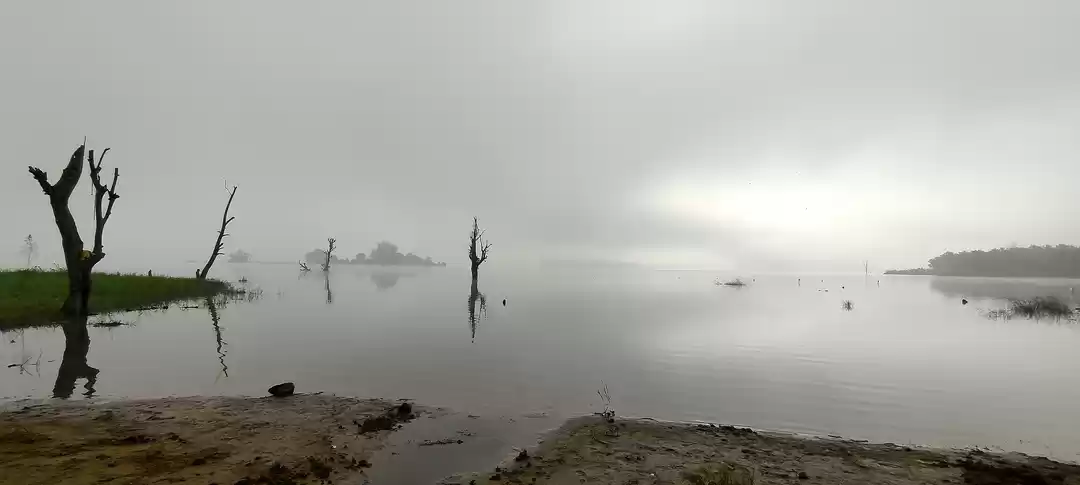 Photo of Zip through the fogg